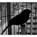 Herdeiros da Liberdade. Somos realmente livres?