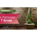 As famosas 7 Ervas!