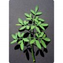 Herbarium – Arruda
