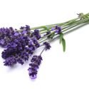 Herbarium – Lavanda (Alfazema)