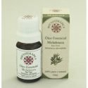 Aromaterapia – A Melaleuca (Tea Tree)